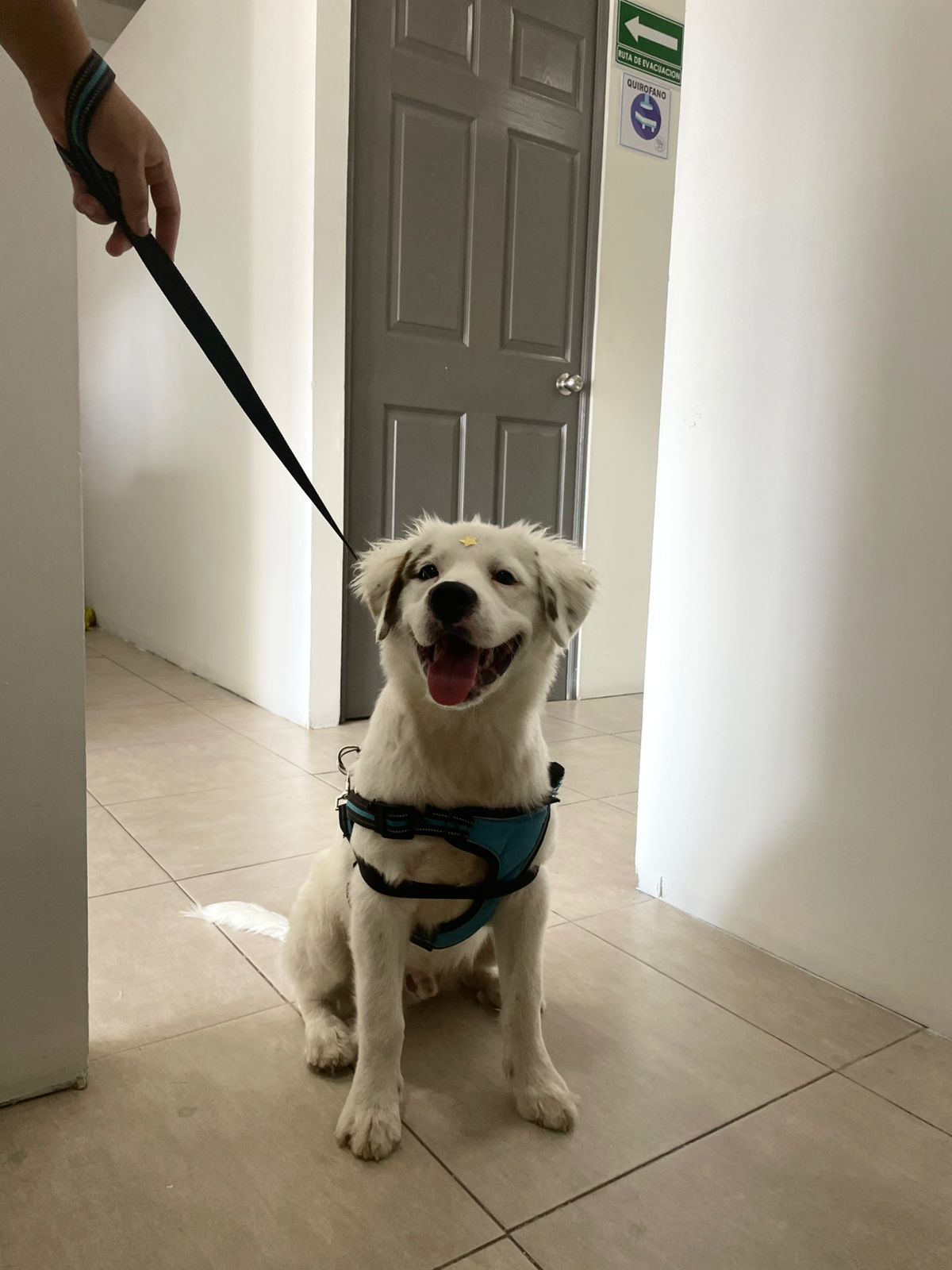 Cliente peludo 5